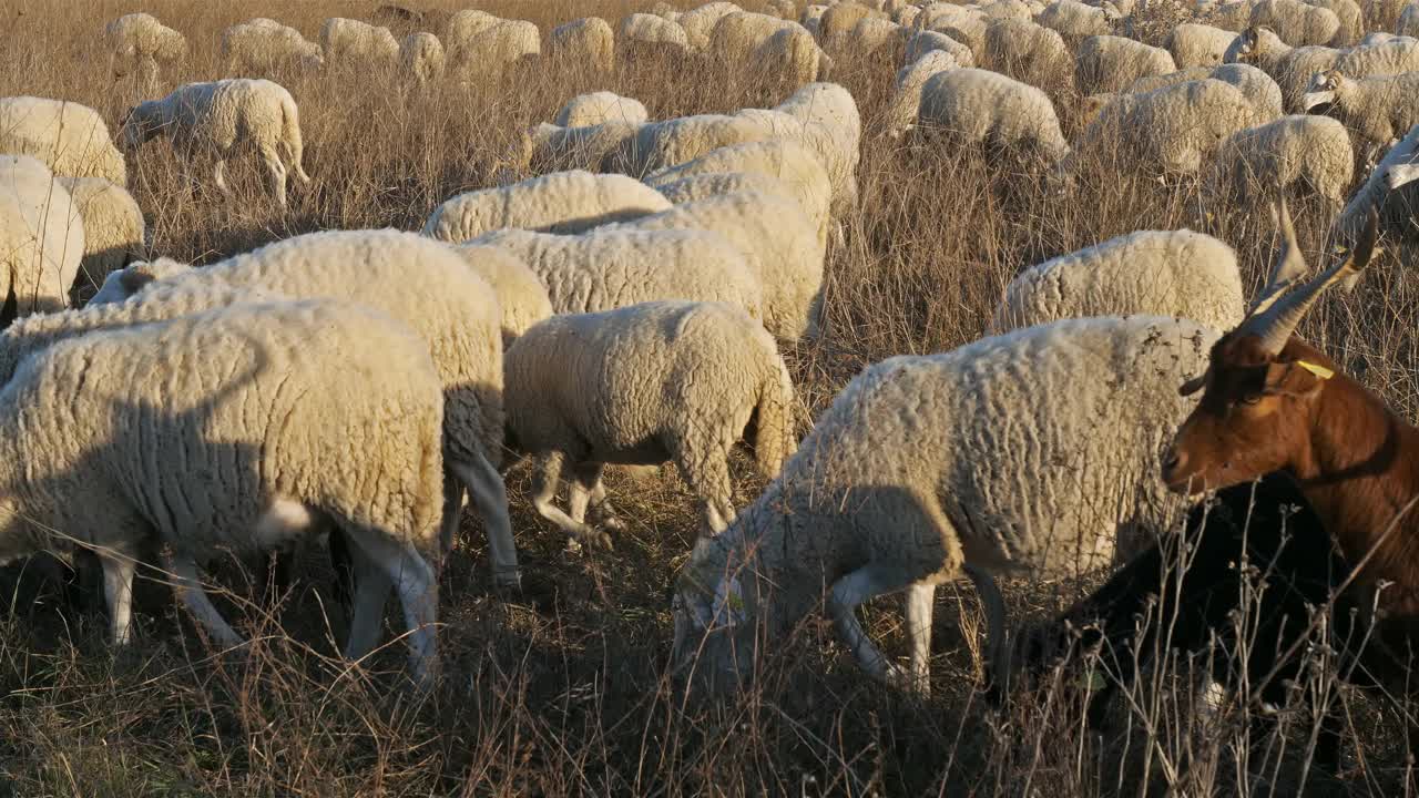 法国欧西坦的家羊。视频素材