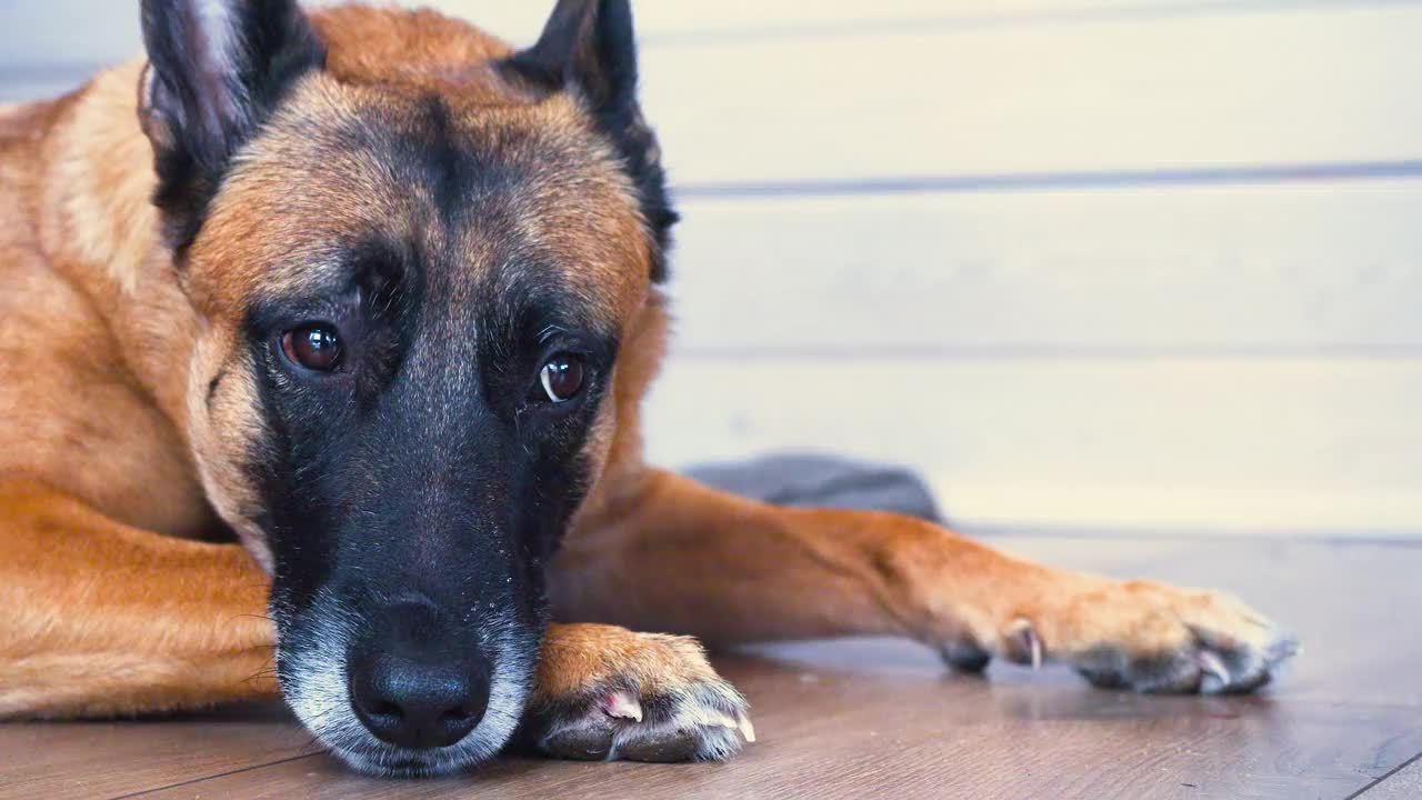 一只悲伤的马里诺犬躺着等待它的主人。爱的概念和对宠物的奉献。视频素材