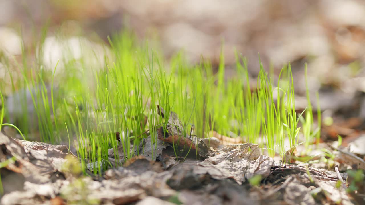 秋天五颜六色的叶子在新鲜的春天绿色植物的背景。美丽的景色春天草地阳光明媚的日子。关闭了。视频素材