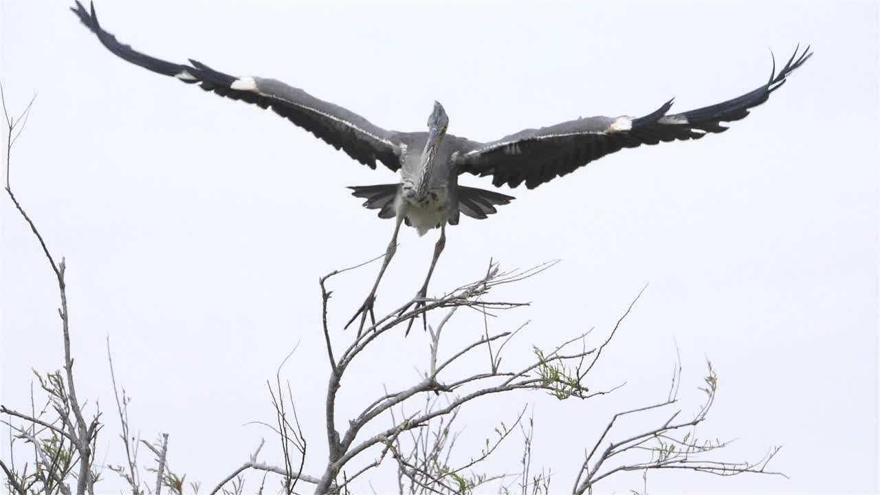 苍鹭群中的苍鹭，法国卡马尔格视频素材