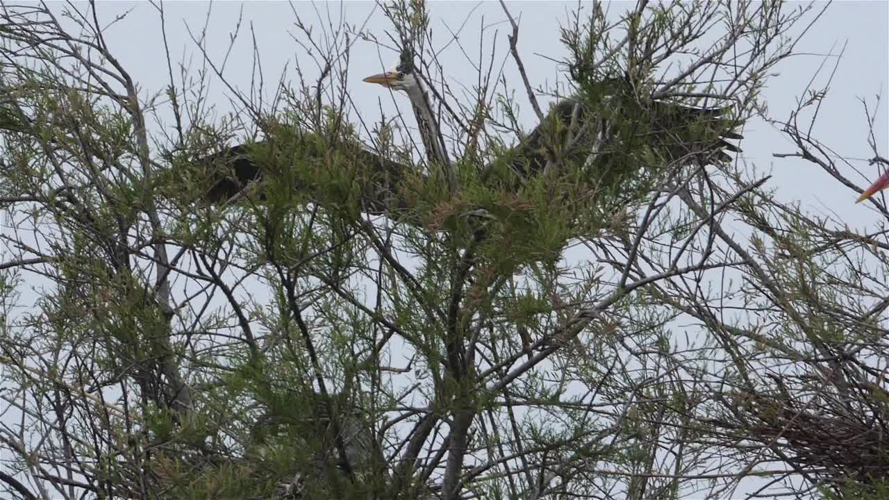 苍鹭群中的灰鹭，法国卡马尔格视频素材