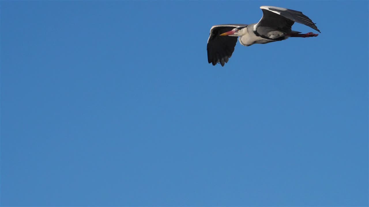 飞翔的苍鹭，法国卡马尔格视频素材