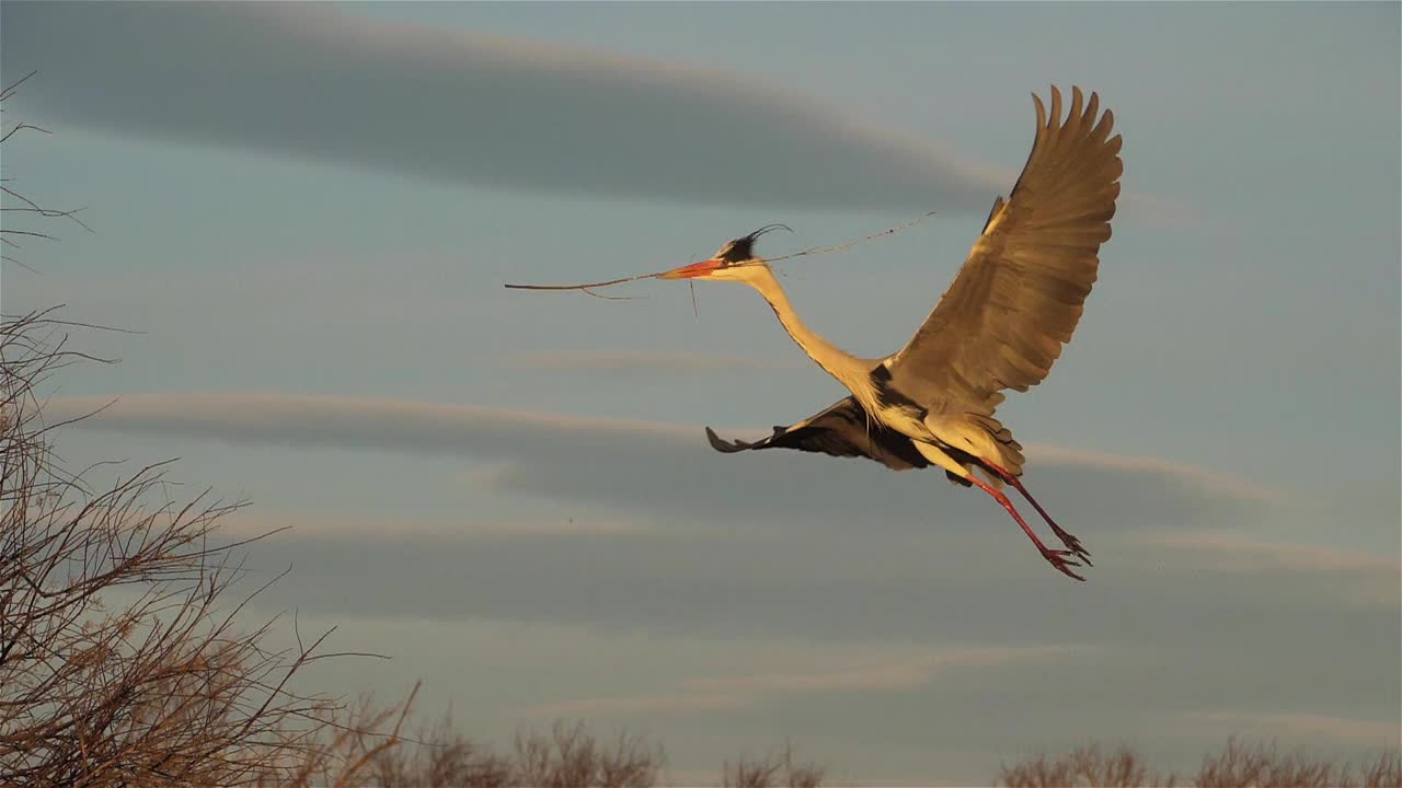 登陆苍鹭，Camargue，法国视频素材