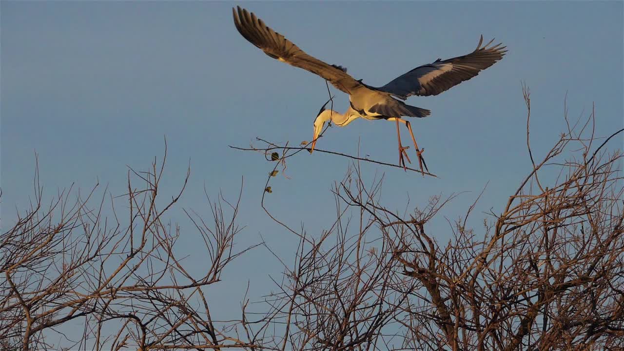 登陆苍鹭，Camargue，法国视频素材