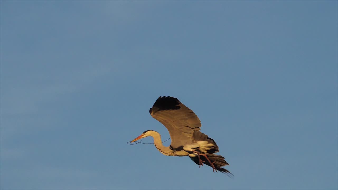 登陆苍鹭，Camargue，法国视频素材