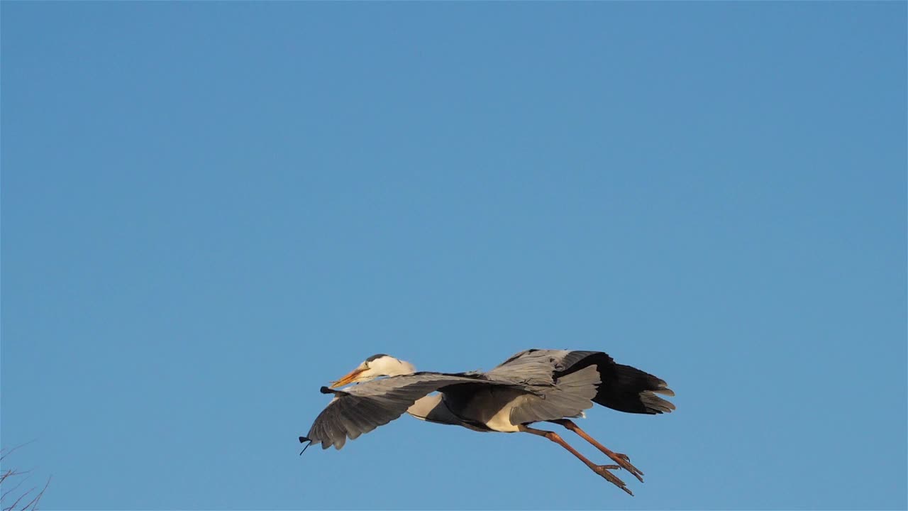 苍鹭群中的苍鹭，法国卡马尔格视频素材