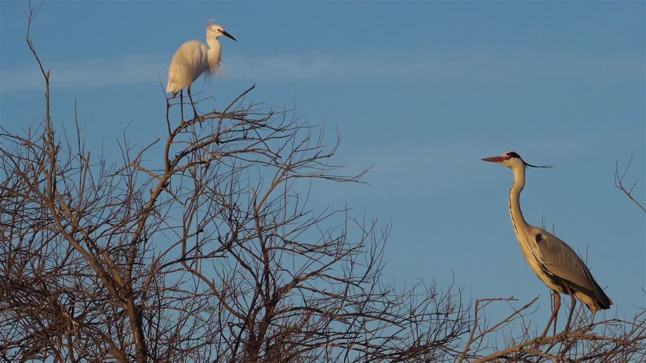 苍鹭和小白鹭在苍鹭群，Camargue，法国视频素材