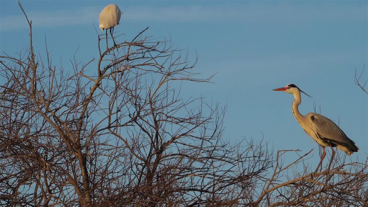 苍鹭和小白鹭在苍鹭群，Camargue，法国视频素材