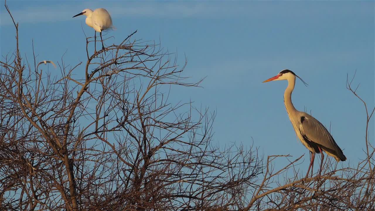 苍鹭和小白鹭在苍鹭群，Camargue，法国视频素材