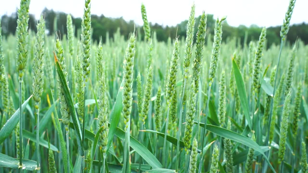 小雨下的绿色麦田视频下载