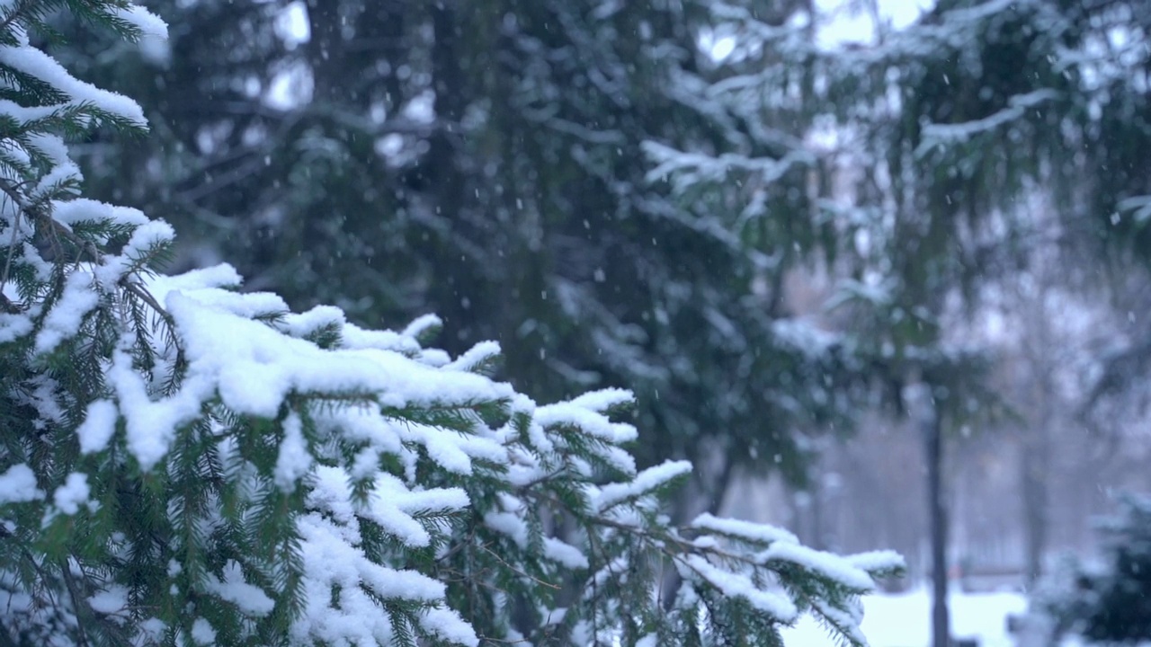 公园里飘落的雪花和冷杉树枝，慢镜头视频素材