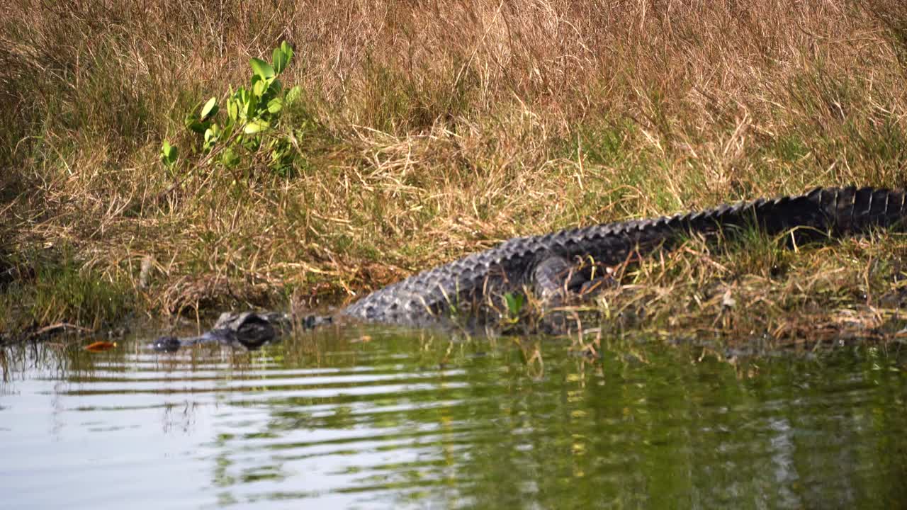 佛罗里达沼泽地里的美洲短吻鳄视频素材