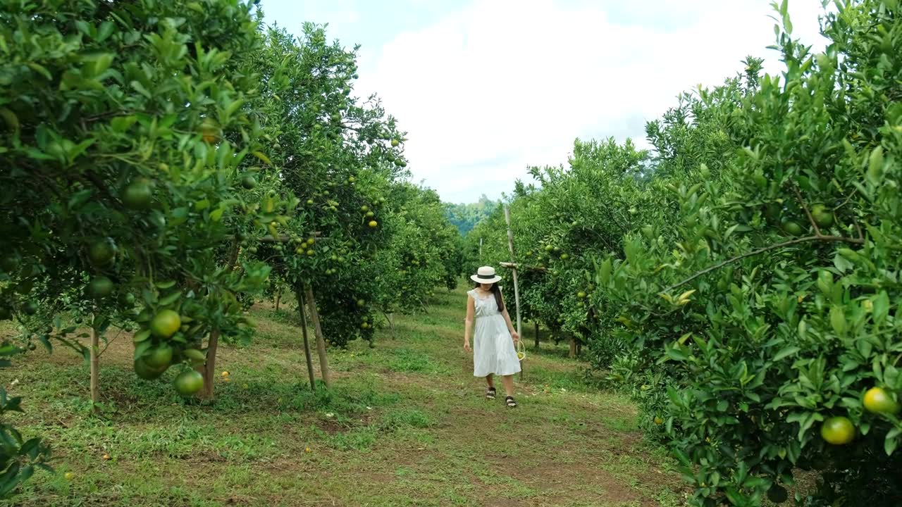 一位年轻女子在橘子园里快乐地散步。视频素材画面1