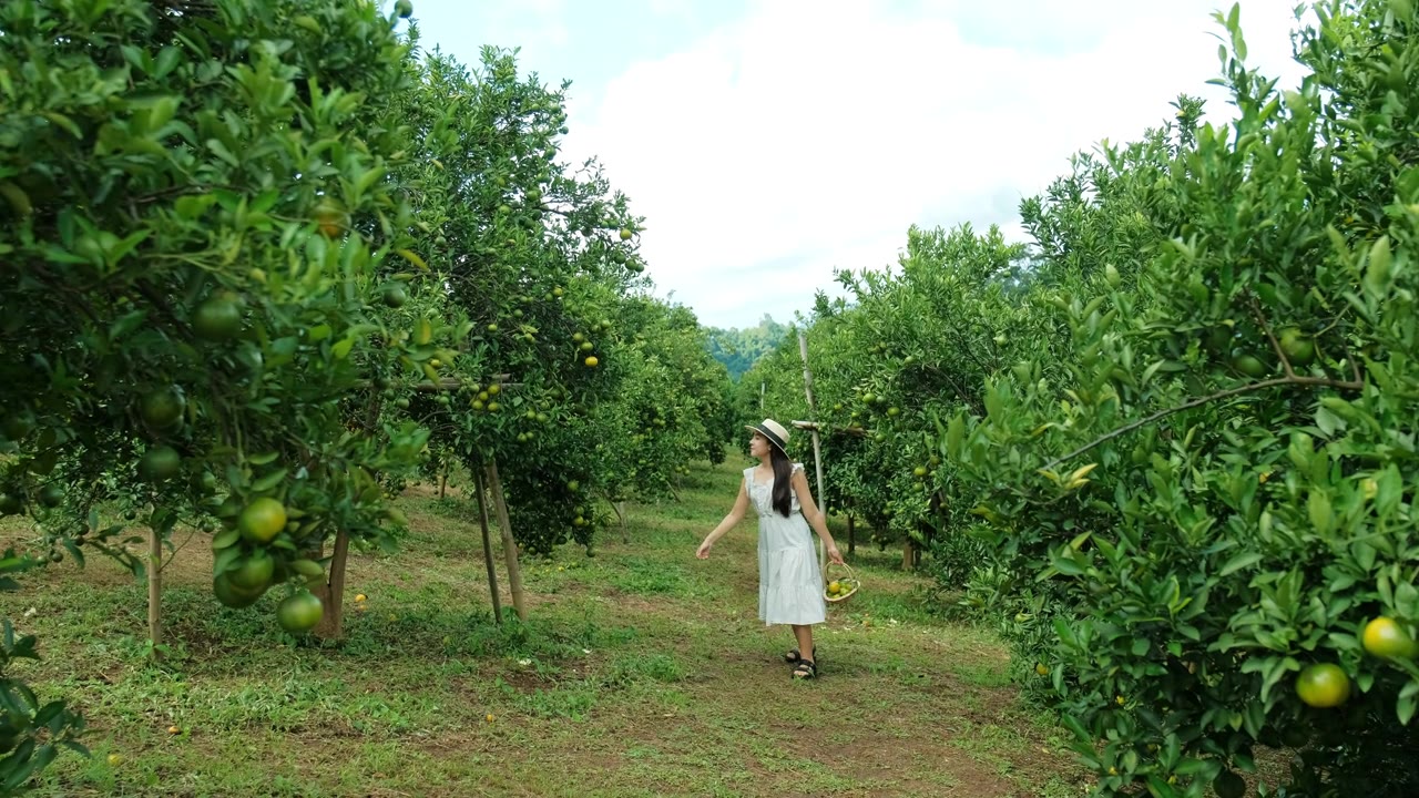 一位年轻女子在橘子园里快乐地散步。视频素材画面2