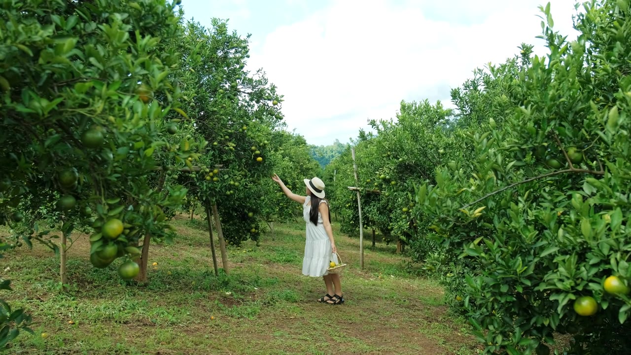 一位年轻女子在橘子园里快乐地散步。视频素材画面3
