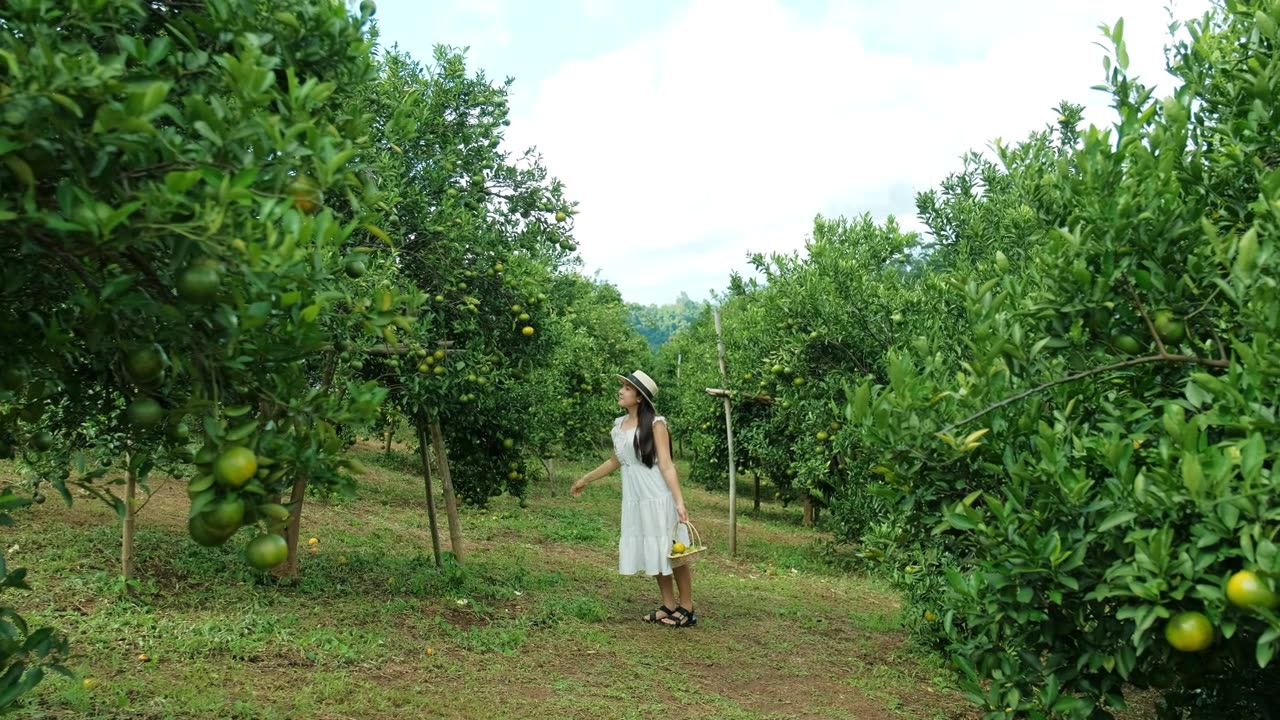 一位年轻女子在橘子园里快乐地散步。视频素材画面4