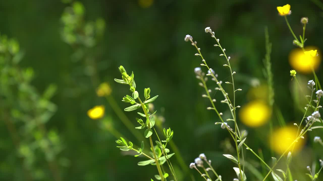 春天的草地上有五颜六色的野花视频素材