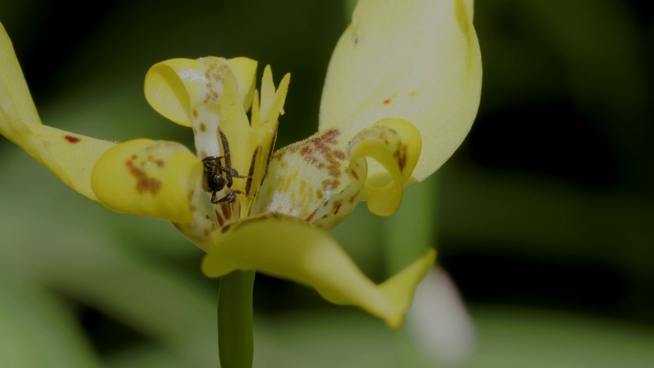 小蜜蜂(trigona sp)正在盛开的黄色鸢尾花中寻找蜂蜜视频素材