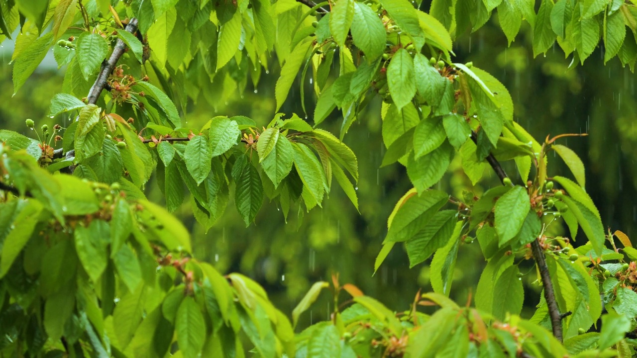 植物的绿叶因水滴而摇曳。大雨期间从绿叶上滴下的雨滴慢动作。大自然中的雨天和雨滴。视频素材