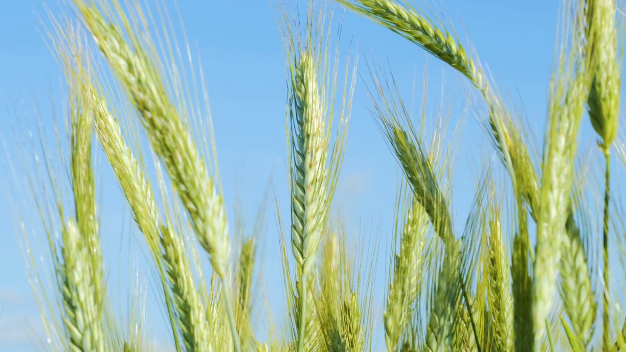 农业企业环保小麦。天空云麦田夏天肥沃的背景。麦穗随风摆动。谷物在夏季成熟。全球粮食危机。视频素材