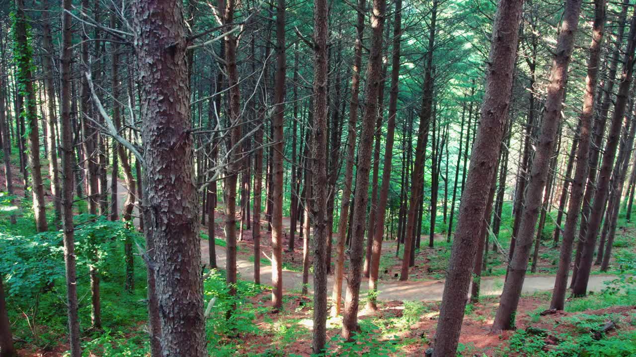 自然风景——韩国江原道原州市Chiaksan山Dulle Trail和Hangateo Trail的松树森林视频素材