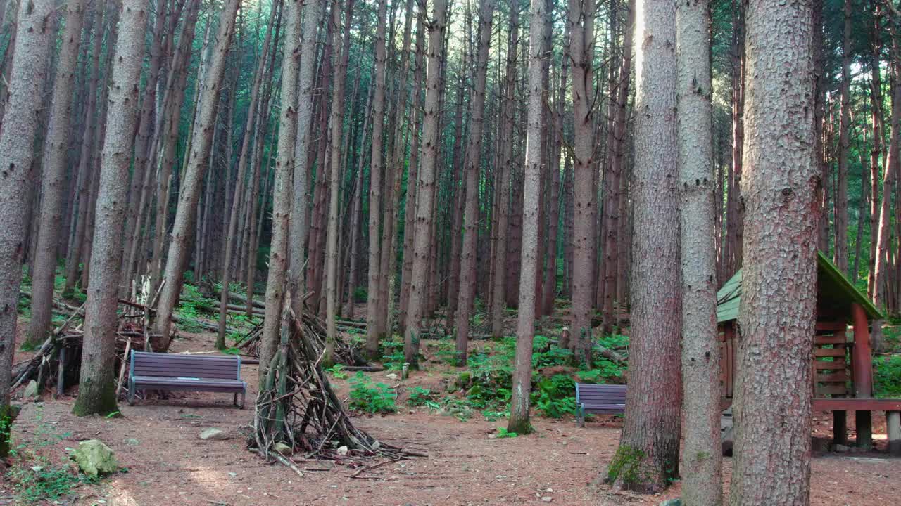 韩国江原道Chiaksan山Dulle Trail和Sureneomi Trail上的松树(Pinus Koraiensis)视频素材