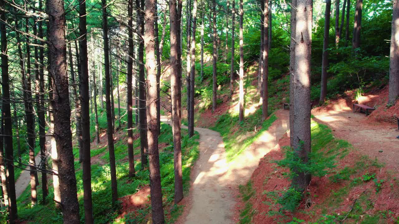 自然风景——韩国江原道原州市Chiaksan山Dulle Trail和Hangateo Trail的松树森林视频素材