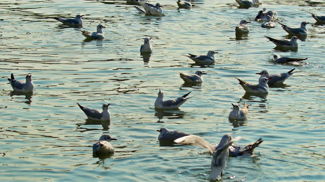 海鸥从海水中起飞视频素材