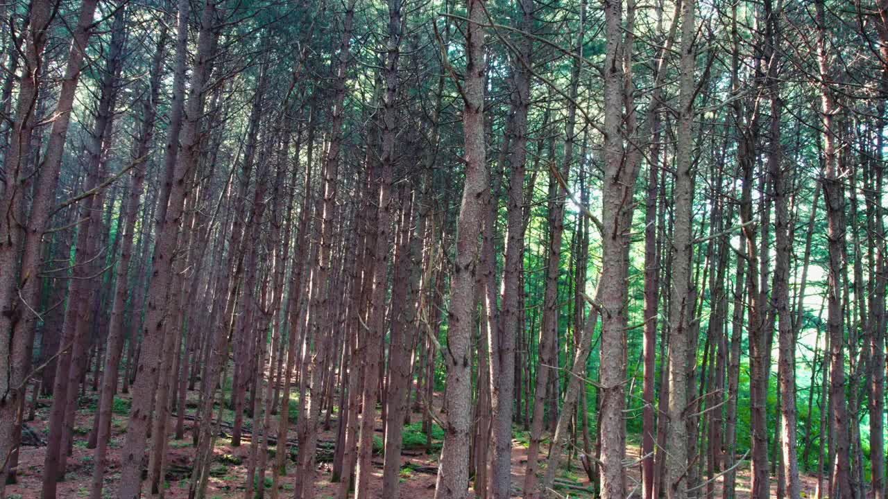 韩国江原道Chiaksan山Dulle Trail和Sureneomi Trail上的松树(Pinus Koraiensis)视频素材