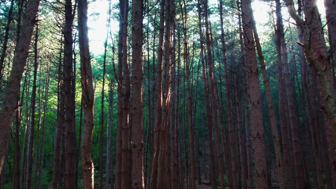 韩国江原道Chiaksan山Dulle Trail和Sureneomi Trail上的松树(Pinus Koraiensis)视频素材