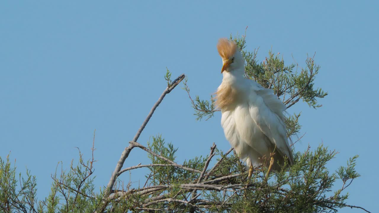 牛白鹭，朱鹮，Camargue，欧西塔尼，法国视频素材