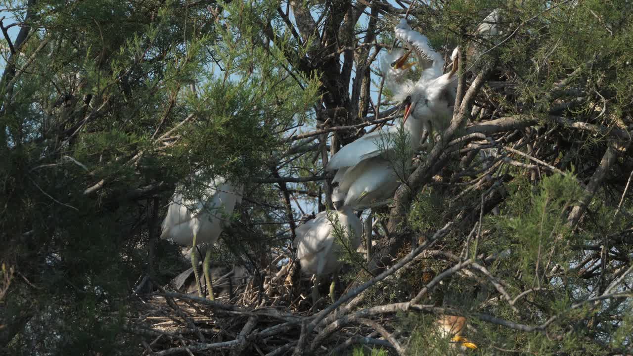 年轻的小白鹭和牛白鹭在鹭群，Camargue，法国视频素材