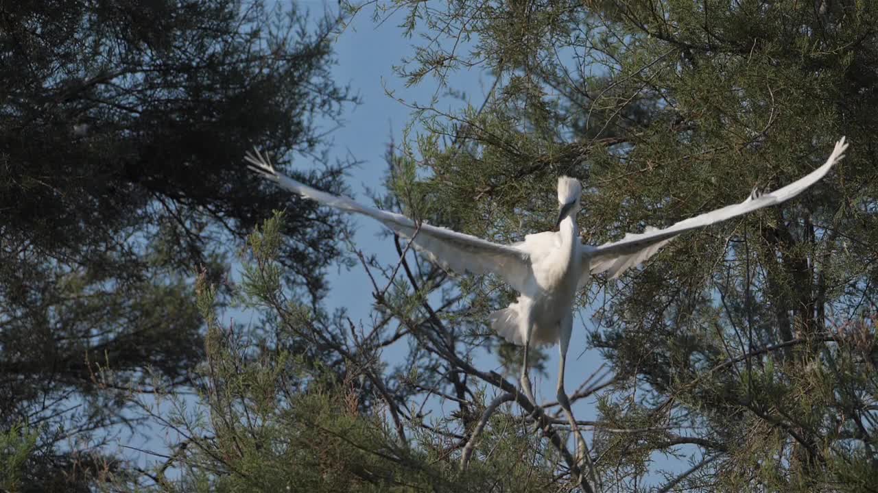 法国卡马尔格，苍鹭群中的小白鹭视频素材