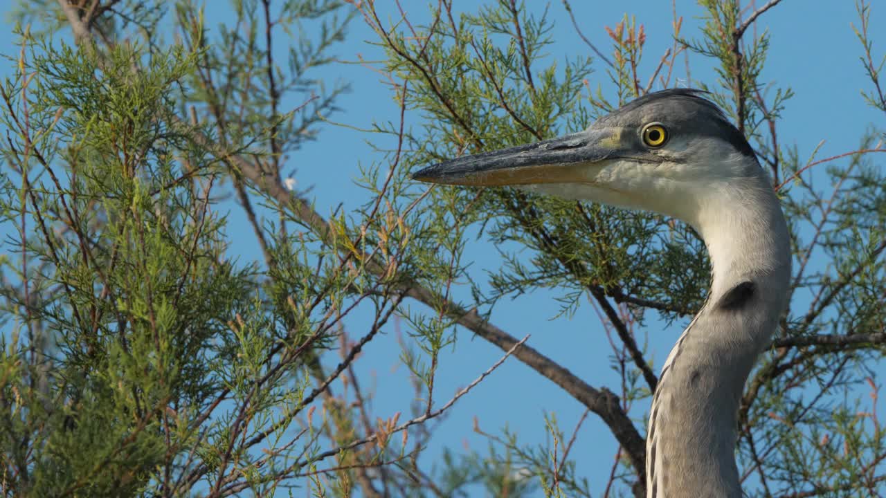 苍鹭，Ardea cinerea, Camargue，法国视频素材