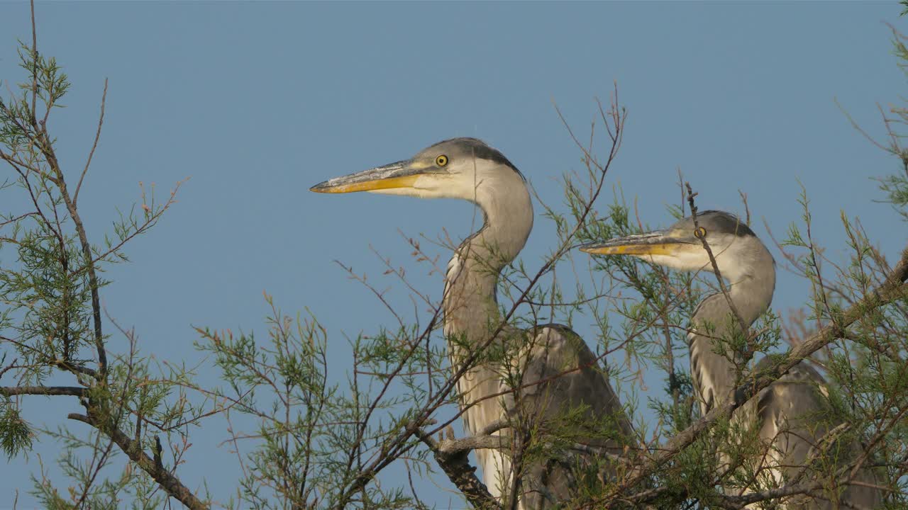 苍鹭，Ardea cinerea, Camargue，法国视频素材