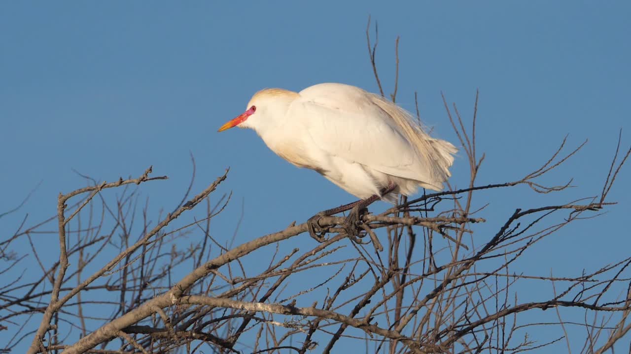 牛白鹭，朱鹮，Camargue，欧西塔尼，法国视频素材