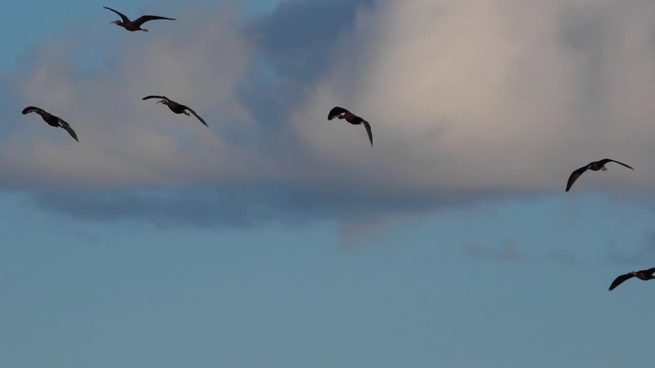 油光朱鹮，镰叶朱鹭，Camargue，法国视频素材