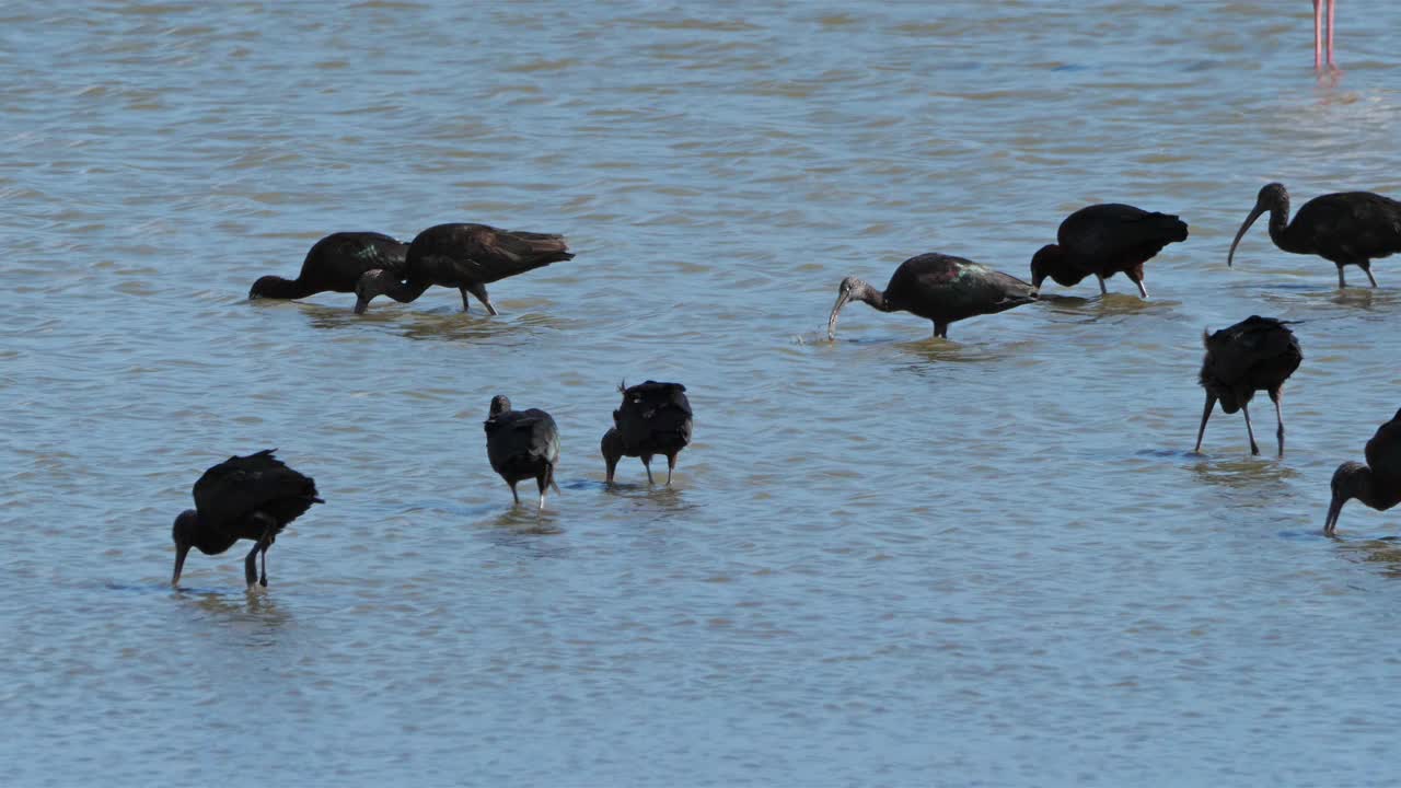 油光朱鹮，镰叶朱鹭，Camargue，法国视频素材