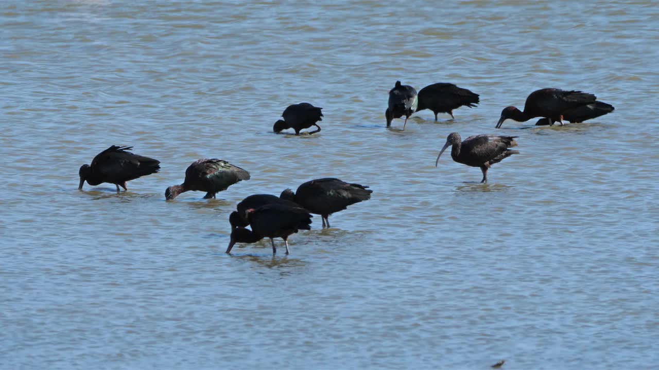 油光朱鹮，镰叶朱鹭，Camargue，法国视频素材