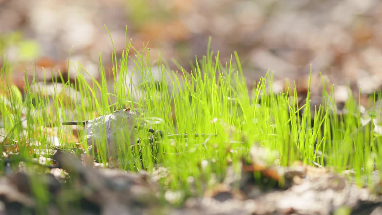 森林里第一批绿草的萌芽。美丽的春天日落自然背景。关闭了。视频素材