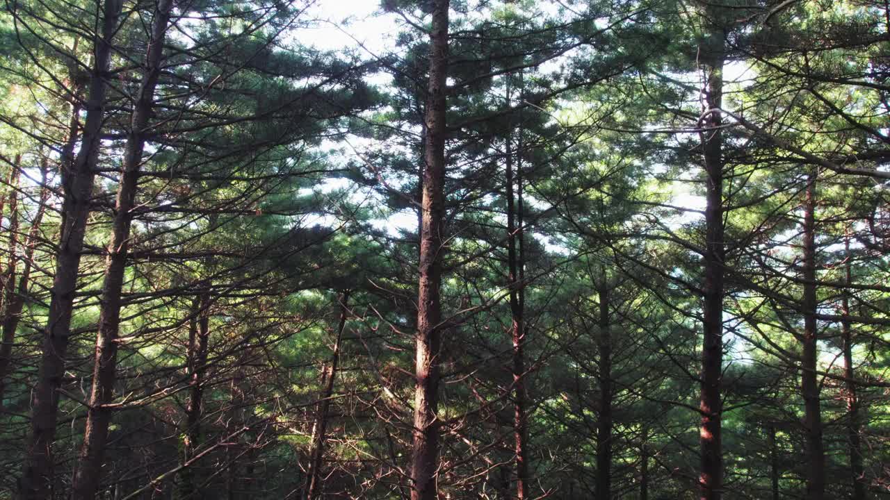 自然风景——韩国江原道原州市Chiaksan山Dulle Trail和Hangateo Trail的松树森林视频素材