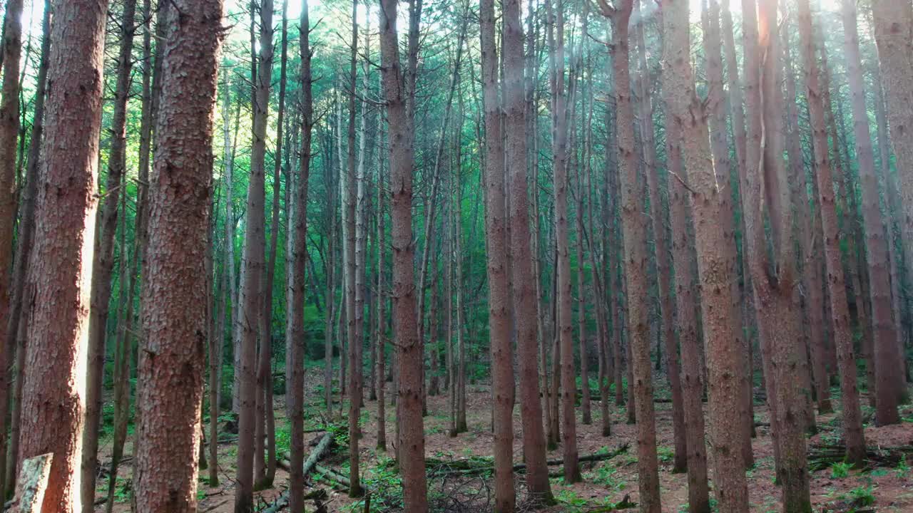 韩国江原道Chiaksan山Dulle Trail和Sureneomi Trail上的松树(Pinus Koraiensis)视频素材