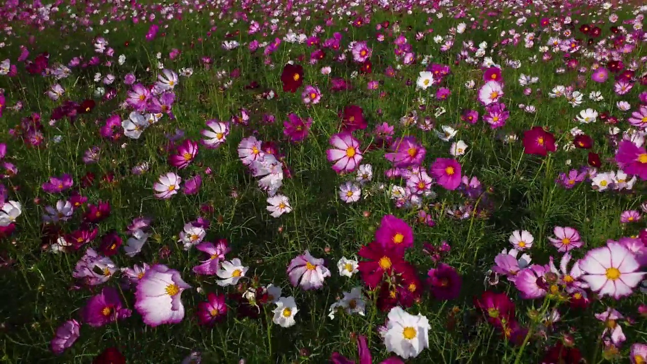 春暖花开的宇宙花田。视频素材