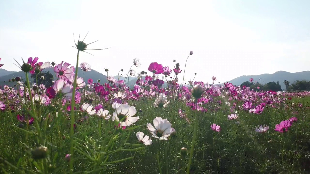 春暖花开的宇宙花田。视频素材