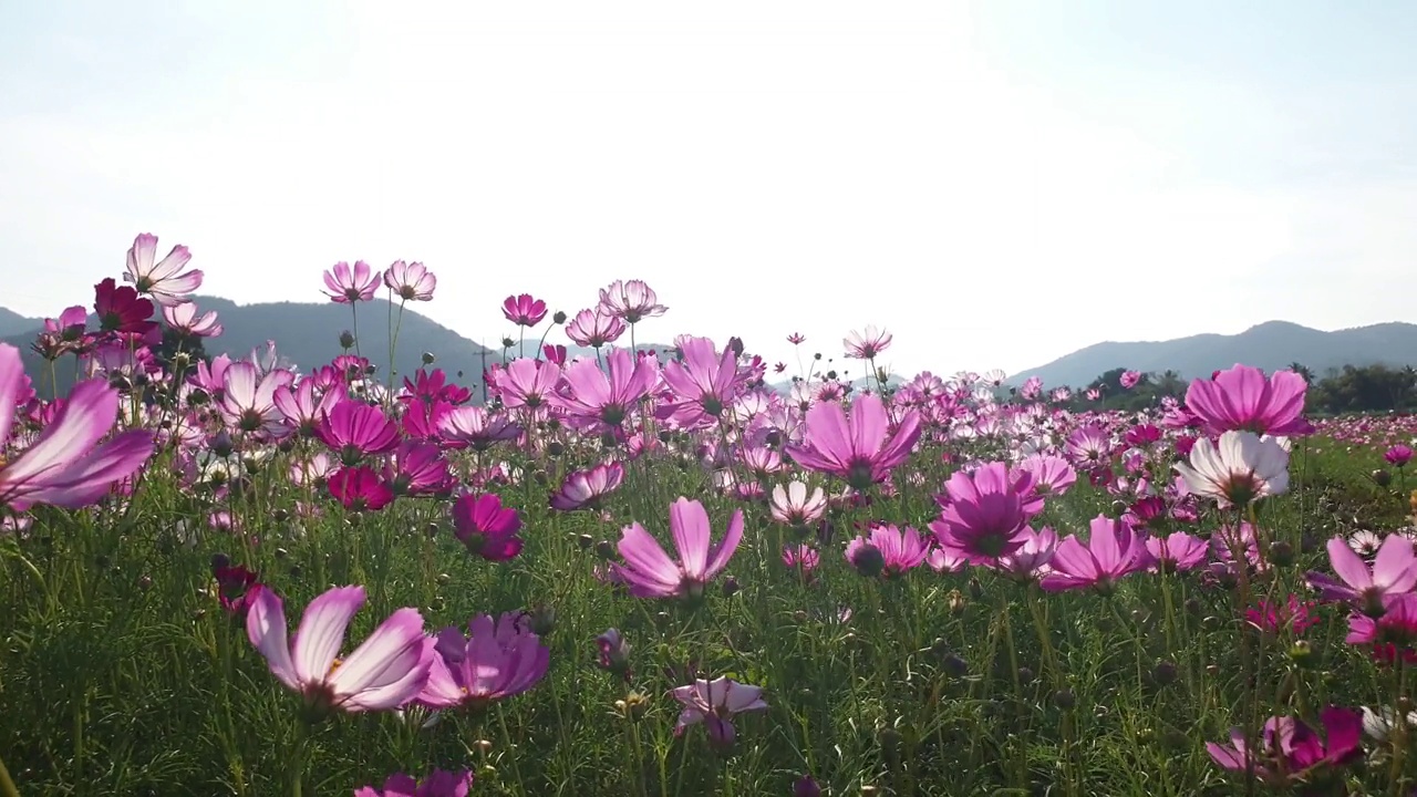 春暖花开的宇宙花田。视频素材