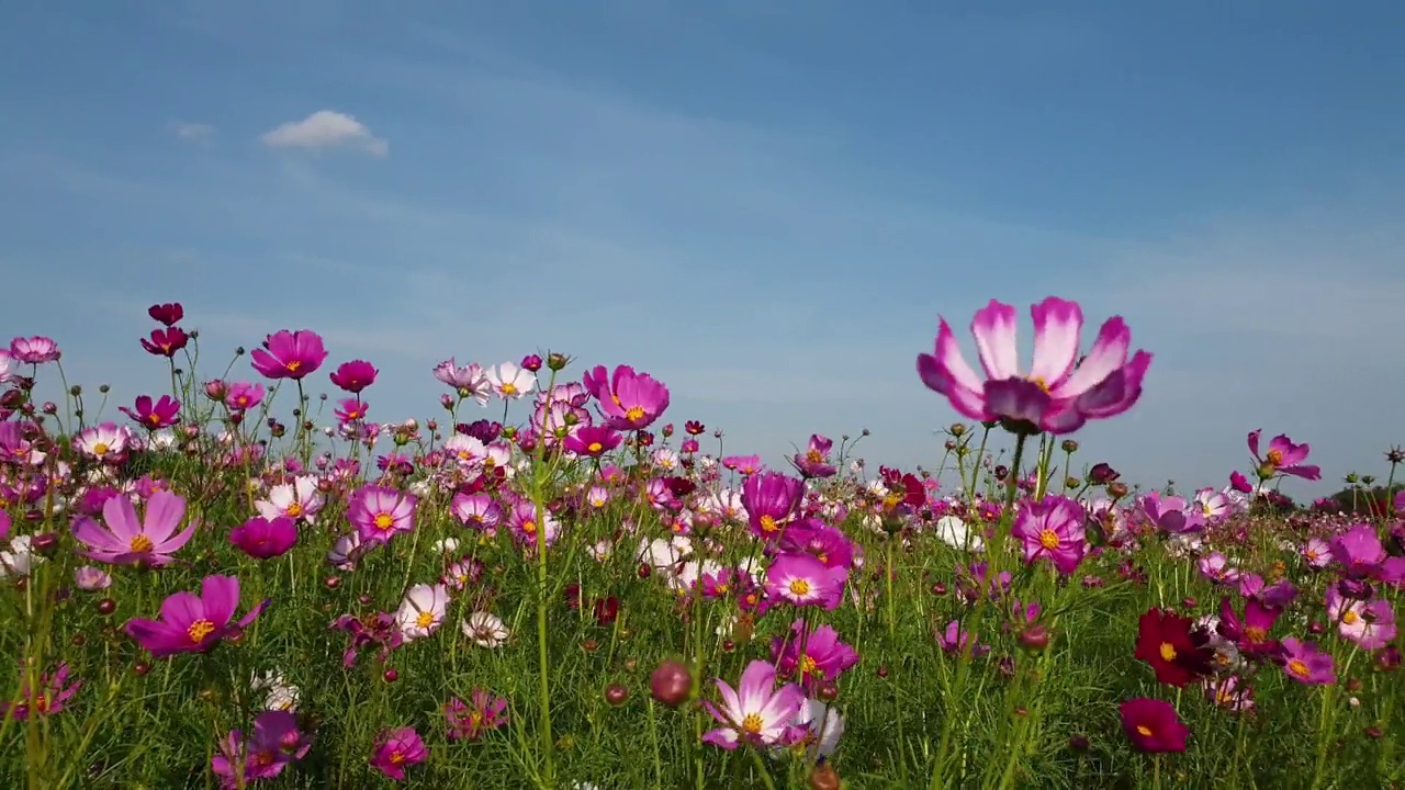 春暖花开的宇宙花田。视频素材