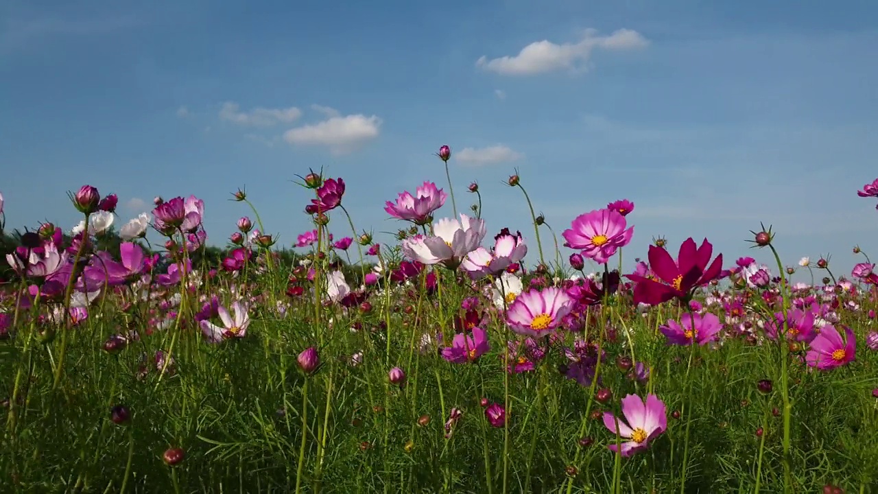 春暖花开的宇宙花田。视频素材