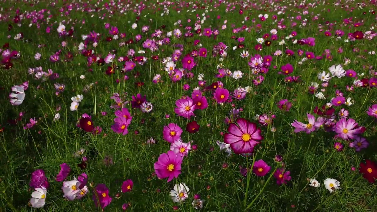 春暖花开的宇宙花田。视频素材