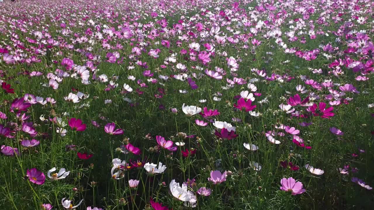 春暖花开的宇宙花田。视频素材