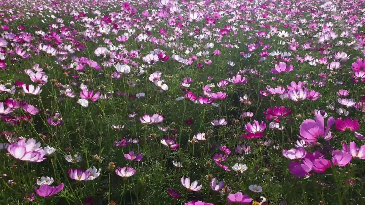 春暖花开的宇宙花田。视频素材